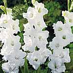 Unbranded Gladioli Large Flowered - White Prosperity