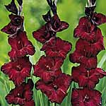 Unbranded Gladioli Large Flowered - Mexico 224534.htm