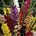 Unbranded Gladioli Large Flowered Mix 244256.htm