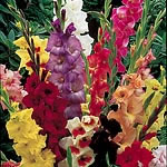Unbranded Gladioli Large Flowered Mix