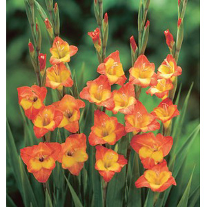 The Little Darling produces blooms of vibrant orange flowers with a yellow centre.
