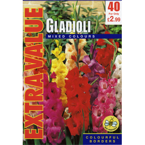 Unbranded Gladioli Mixed Bulbs - Extra Value (40)