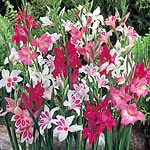 Unbranded Gladioli Nanus Mix