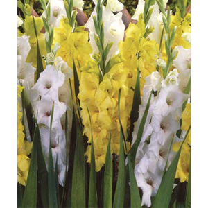 This Gladioli is a classic combination of striking mixtures and blends for the perfect summer garden