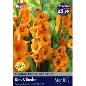 Unbranded Gladioli Prince of Orange Bulbs - Star Buy **25