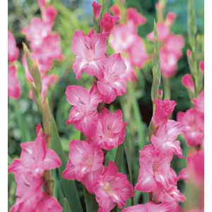The Romulus produces blooms of medium size light pink flowers.