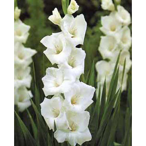 The Sancerre produces blooms of medium size snow white flowers.