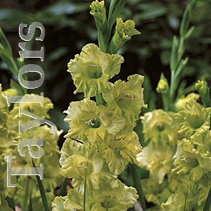 This Spring Green Gladioli produces lime green flowers at a height of 28in/70cm.