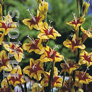 The Stella produces blooms of medium size yellow flowers with a red star centre.