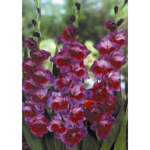 Unbranded Gladioli Velvet Eyes Bulbs - Star Buy **25 Bulbs**