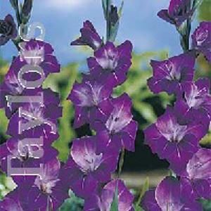 Unbranded Gladioli Violetta Bulbs