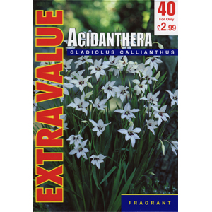 Unbranded Gladiolus Callianthus Bulbs - Extra Value (40)
