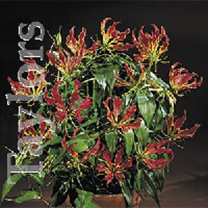 Unbranded Gloriosa Rothschildiana Bulb