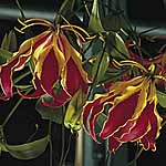 Unbranded Gloriosa Rothschildiana