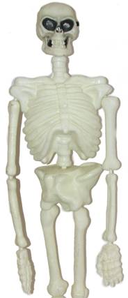 Glow in Dark Moulded Skeleton