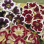 Unbranded Gloxinia Mix 247902.htm