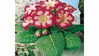 Unbranded Gloxinia Tigrina Tubers - Red
