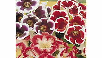Unbranded Gloxinia Tubers - Mixed