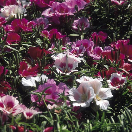 Unbranded Godetia Azalea-Flowered Mixed Seeds Average