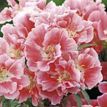 Exotic-looking  salmon-pink flowers shade to a lighter salmon at the edges  producing an attractive 
