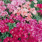 Unbranded Godetia Dwarf Bedding Mixed Seeds 415793.htm