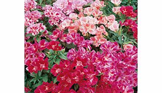 Uniformly compact plants  covered with single flowers in shades of pink  salmon  crimson and carmine