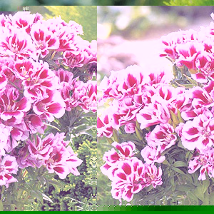 Unbranded Godetia Poppet Seeds