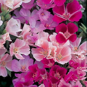 Unbranded Godetia Precious Gems Mix Seeds