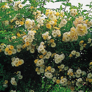 Unbranded Goldfinch - Climbing Rose (pre-order now)