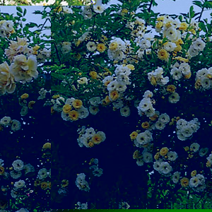 Unbranded Goldfinch - Climbing Rose