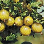 Unbranded Gooseberry Hinnonmaki Yellow