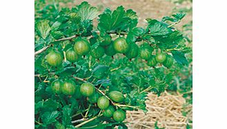 Unbranded Gooseberry Plants - Collection