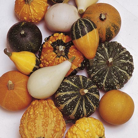 Unbranded Gourds Small-Fruited Mixed Seeds Average Seeds 45