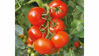 Unbranded Grafted Tomato Plant - F1 Elegance