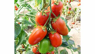 Unbranded Grafted Tomato Plant - F1 Giulietta