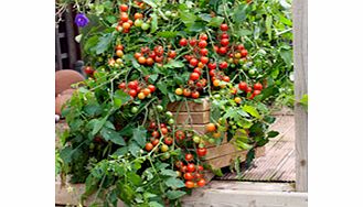 Unbranded Grafted Tomato Plant - F1 Lizzano