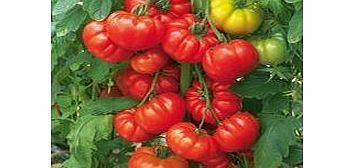 Unbranded Grafted Tomato Plants - Belriccio