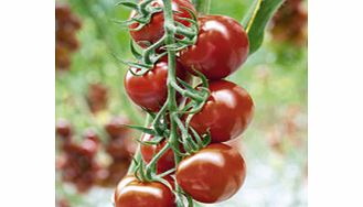Unbranded Grafted Tomato Plants - F1 Florryno/F1 Zebrino