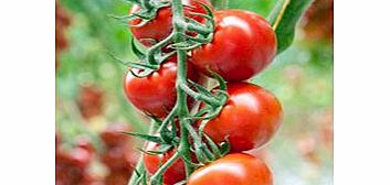 Unbranded Grafted Tomato Plants - F1 Orangino/F1 Florryno