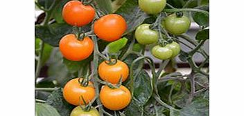 Unbranded Grafted Tomato Plants - F1 Orangino