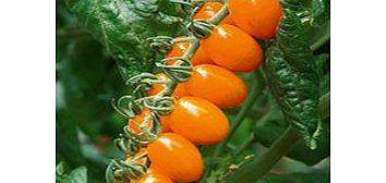 Unbranded Grafted Tomato Plants - F1 Santorange
