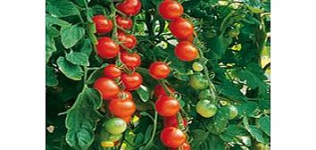 Unbranded Grafted Tomato Plants - Gardeners Delight