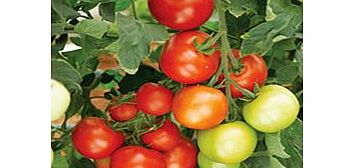 Unbranded Grafted Tomato Plants - Moneymaker