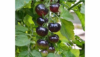 Unbranded Grafted Tomato Plants - The Black Tomato Indigo
