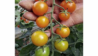 Unbranded Grafted Tomato Plants - Twins Collection