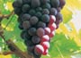 Grape Vine from Hampton Court Palace