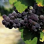 Unbranded Grape Vines Dornfelder 479940.htm