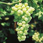 Unbranded Grape Vines Muscat D`Alexandria