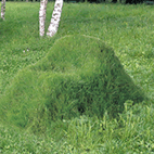 Create a grass masterpiece in your garden