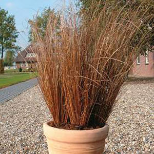 Unbranded Grass Ornamental - Carex Red Rooster Seeds
